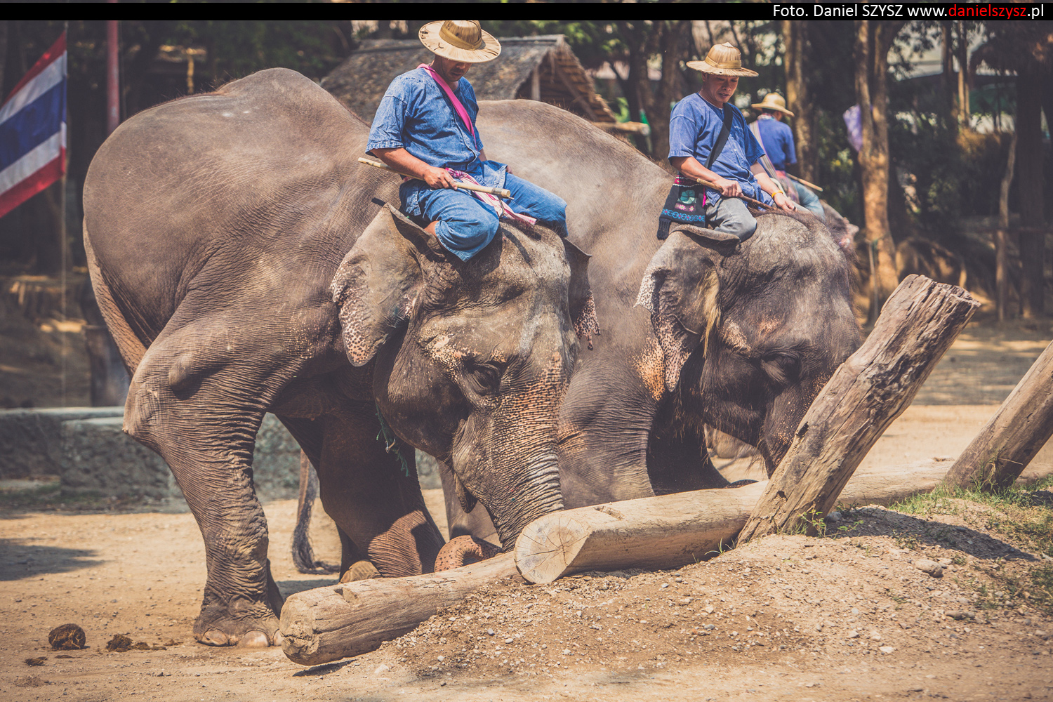 tajlandia-chiang-mai-pokazy-sloni-825