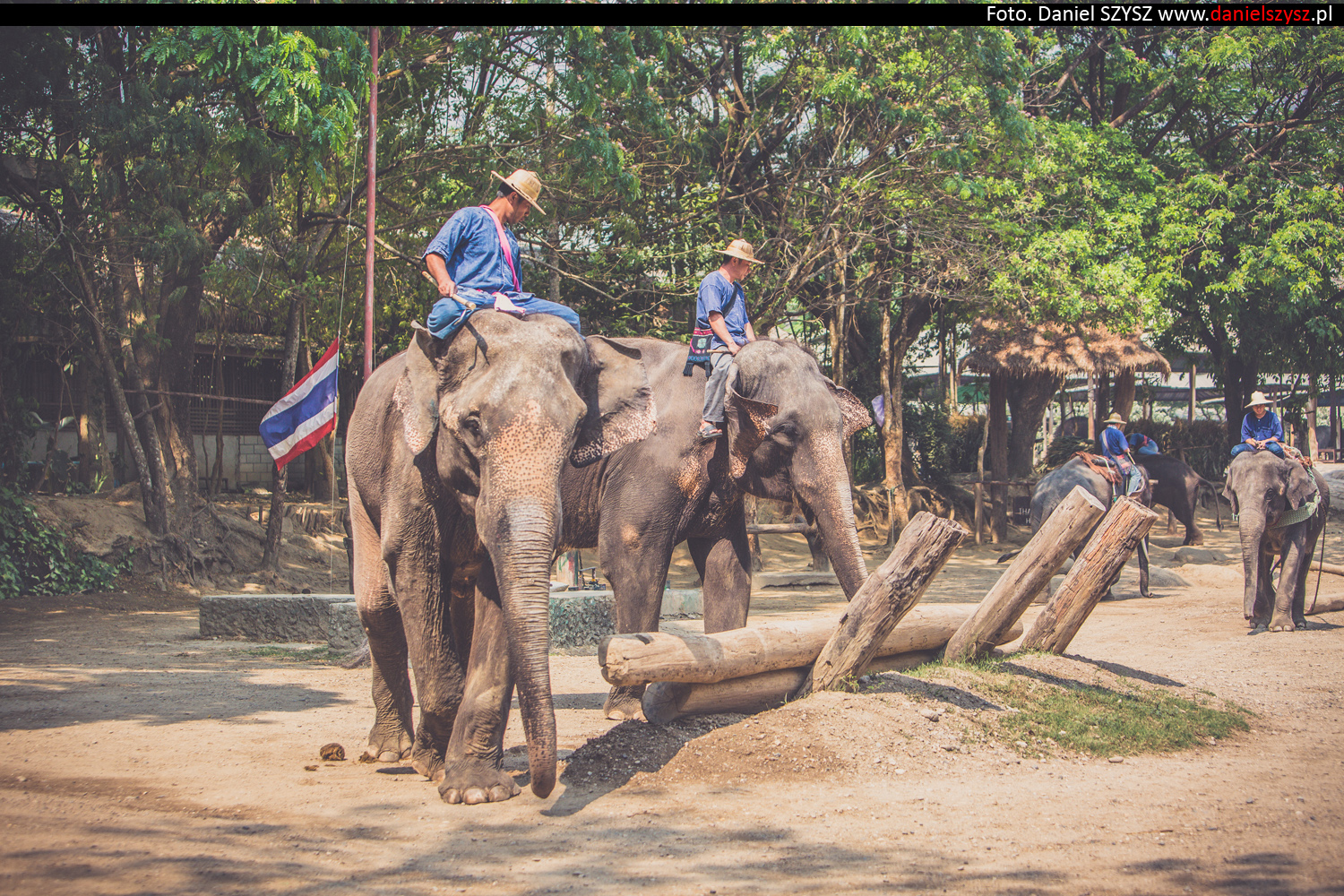 tajlandia-chiang-mai-pokazy-sloni-828