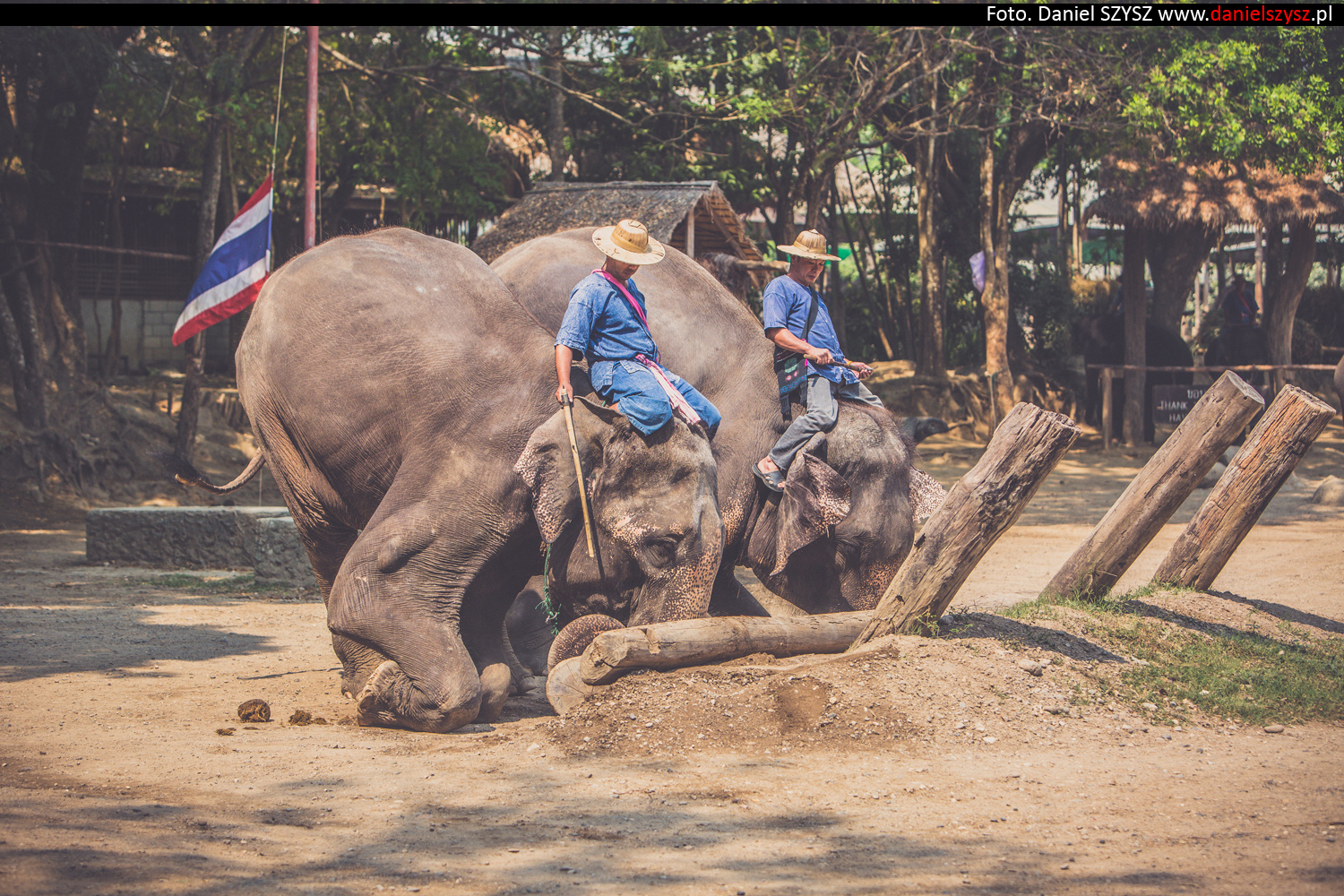 tajlandia-chiang-mai-pokazy-sloni-829