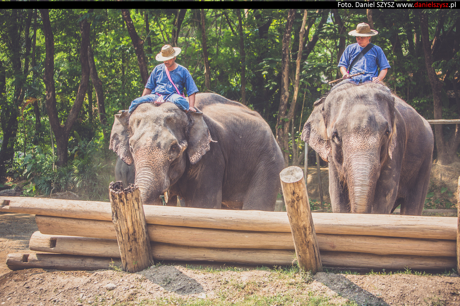 tajlandia-chiang-mai-pokazy-sloni-838