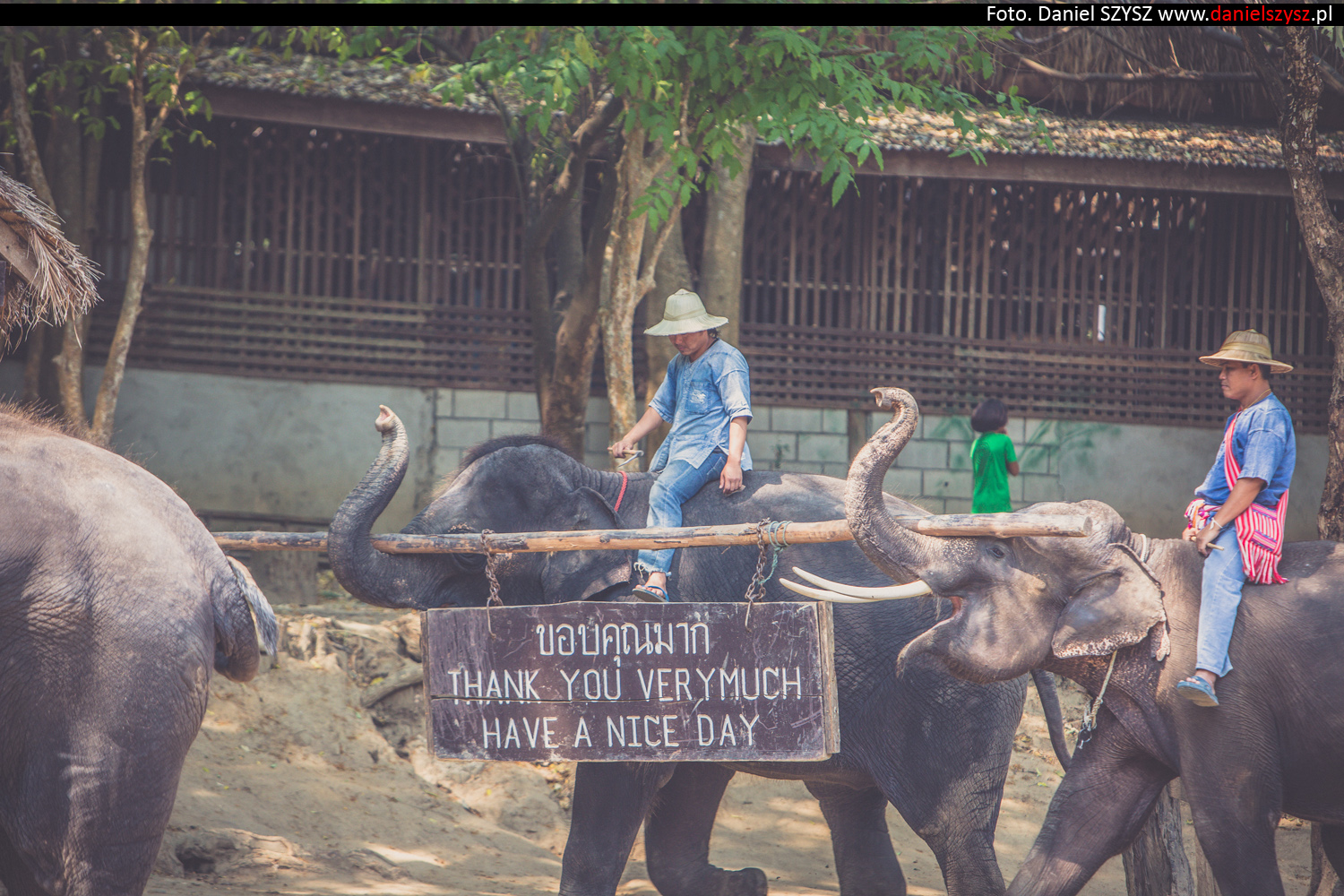 tajlandia-chiang-mai-pokazy-sloni-841