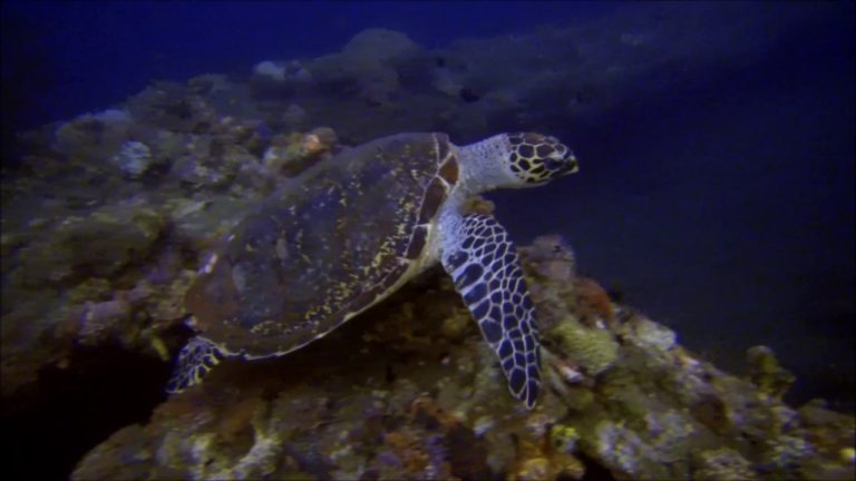 Nurkowanie na Bali – 2016 – Żółw
