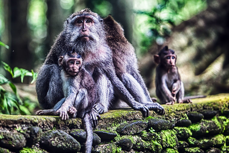 Małpi las na Bali – Ubud