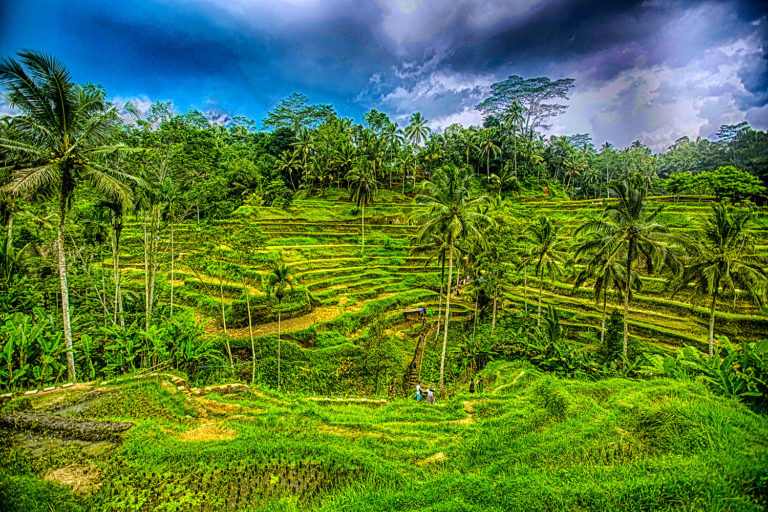 Tarasy ryżowe – Bali