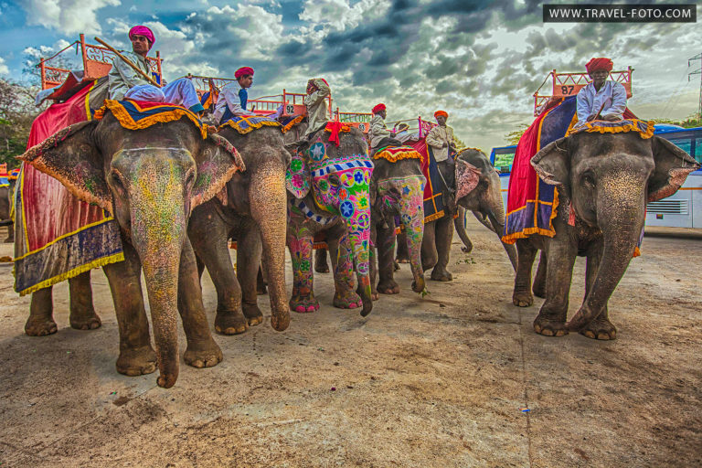 Słonie – Elefant – Indie