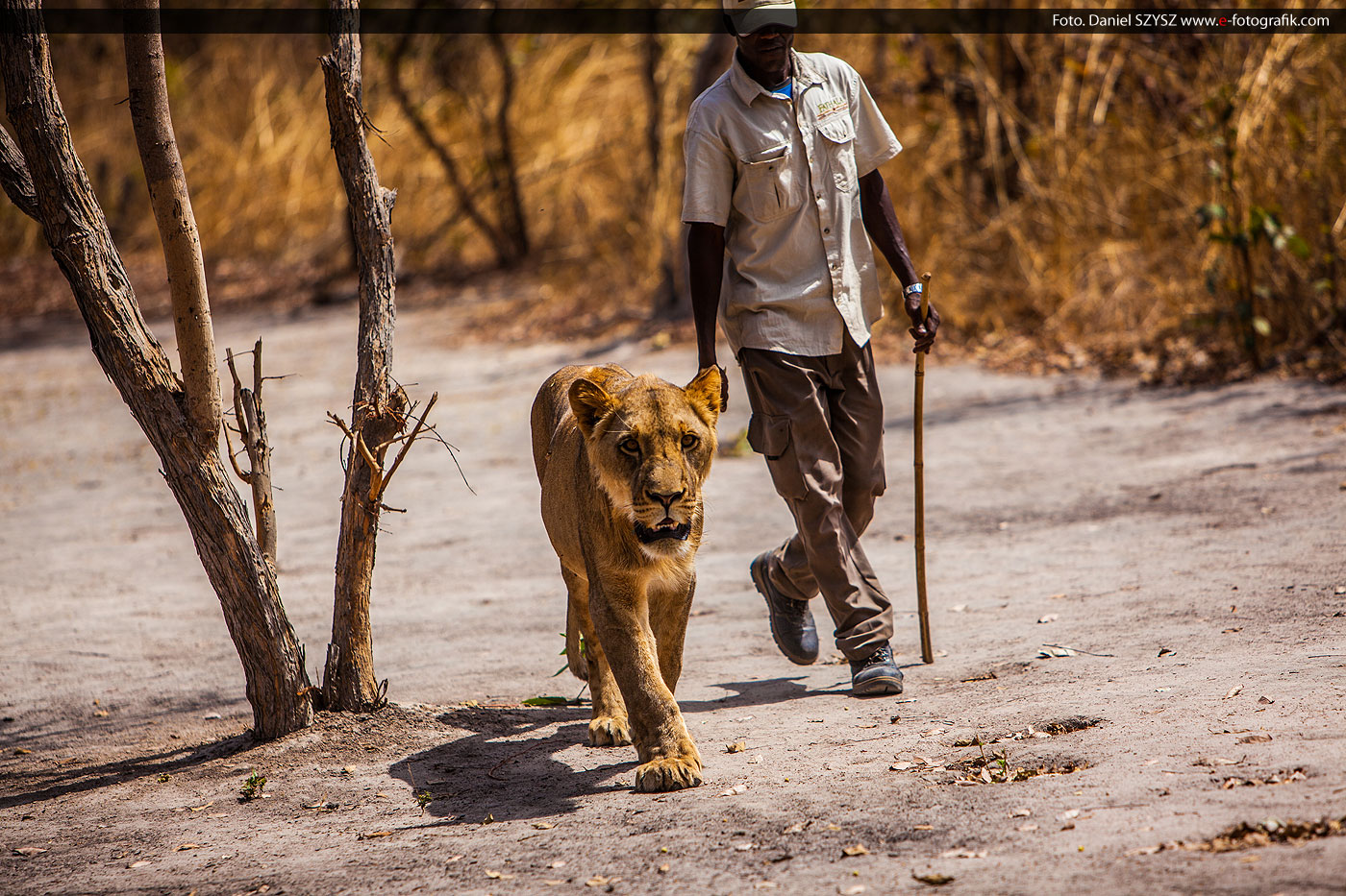   Spacer z lwami w Senegalu